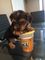 Gratis gorgeous teacup yorkshire terrier chico