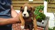 Gratis gratis -Gorgeous Chunky Boxer Puppies - Foto 1