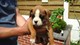 Gratis gratis -gorgeous chunky boxer puppies