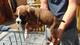 Gratis Heart probado Bobtail Boxer Stud Dog - Foto 1