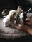 Gratis -Hermosa camada de Bassett Hound Pups - Foto 1