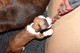 Gratis Hermosa Kc Reg Boxer Girl Pup para la adopción - Foto 3