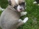 Gratis Hermosa Kc Reg Chihuahua para su adopción - Foto 2