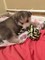 Gratis hermoso husky siberiano femenino