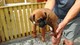 Gratis-kc boxer pups de todos los tipos