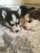 Gratis -Kc Pedigree registrado Siberian Husky Puppies - Foto 2