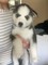 Gratis Kc Pedigree registrado Siberian Husky Puppies - Foto 1