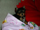 Gratis Kc Probado Juguete Yorkshire Terrier - Foto 1