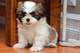 Gratis -Kc Reg demostrado Negro Shih Tzu Karashishi Lines - Foto 1