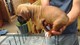 Gratis -Kc Reg lindo rojo y blanco Boxer cachorros - Foto 1