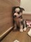 Gratis -Kc Registrados Siberian Husky Puppies - Foto 1