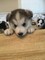 Gratis -kc registrados siberian husky puppies