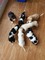 Gratis -kc registró cachorros basset hound en venta