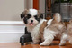 Gratis -La cama de Shih Tzu cachorros para la venta - Foto 1