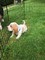 Gratis lovely basset hound pups - sólo niños