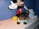 Gratis -miniature yorkshire terrier para stud kc registrado