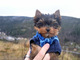Gratis -miniature yorkshire terrier para stud kc registrado