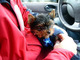 Gratis - Pedigree Completo Kc Reg Yorkshire Terrier Pups - Foto 1