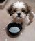 Gratis - pedigree completo kc reg yorkshire terrier pups