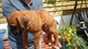 Gratis -pedigree kc registered boxer puppies