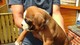 Gratis pedigree kc registered boxer puppies