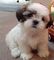 Gratis Pigigree Shihtzu cachorros - Foto 1