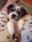 Gratis -pigigree shihtzu cachorros