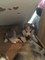 Gratis -siberian huskies needing forever homes