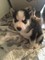 Gratis Siberian Husky Pups Para la venta - Foto 1