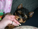 Gratis -tiny k.c reg. negro y moreno yorkshire terrier