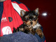 Gratis Tiny K.reg. Negro y moreno Yorkshire Terrier - Foto 1