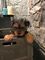 Gratis -Tiny K.reg. Negro y moreno Yorkshire Terrier - Foto 1
