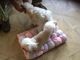 Gratis -tiny yorkie hombre para stud