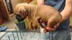 Gratis -Toy Yorkshire Terrier cachorros para la venta Kcreg - Foto 1