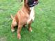 Gratis Wanted Boxer Puppy Dog para adopción - Foto 1