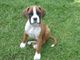 Gratis Wanted Boxer Puppy Dog para adopción - Foto 3