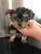 Gratis Yorkshire Terrier X Bichon Frise - Foto 1