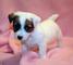 Jack russel cachorros exelente para regalo adopcion - Foto 1