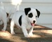 Jack russel cachorros exelente para regalo adopcion