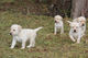 Labrador cachorros negros y crema