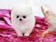 Mi Pomerania perrito blanco - Foto 1