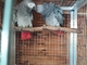 Pares probados de loros grises africanos - Foto 1