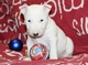 Regalo adorable bull terrier toy cachorros - Foto 1