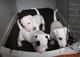Regalo adorable bull terrier toy cachorros - Foto 1