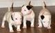 Regalo adorable bull terrier toy cachorros