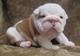 Regalo adorables bulldog ingles cachorros con vacuna