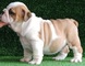 Regalo adorables bulldog ingles cachorros con vacuna - Foto 1