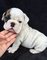 Regalo adorables bulldog ingles cachorros con vacuna - Foto 1