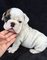 Regalo adorables bulldog ingles cachorros con vacuna