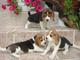 Regalo beagle juguetón cachorros para la adopcion